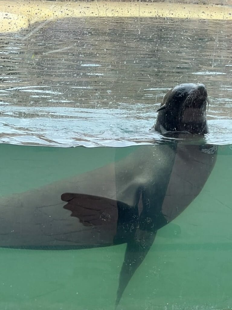 Seaquarium Rhyl